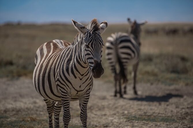 4 Days Tanzania Mid Range Lodge Safari - Day 2: The road to the Serengeti