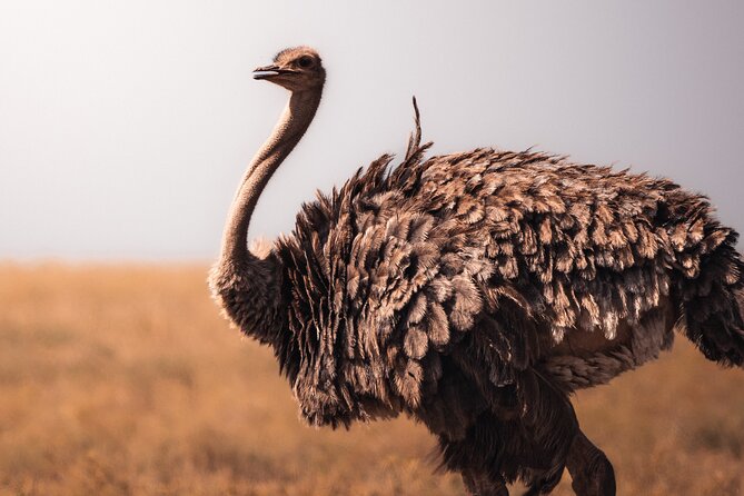 4 Days Tanzania Private Lodge Safari - Serengeti: the biggest sense of open country
