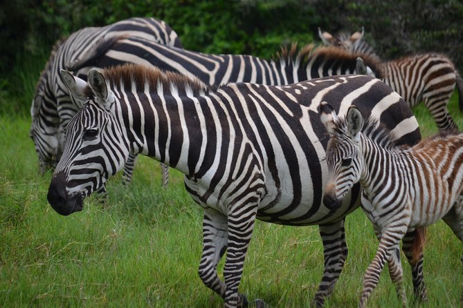4 Days Tanzania Private safari to Serengeti ,ngorongoro crater and Tarangire - Day Three: Sunrise in the Heart of Serengeti