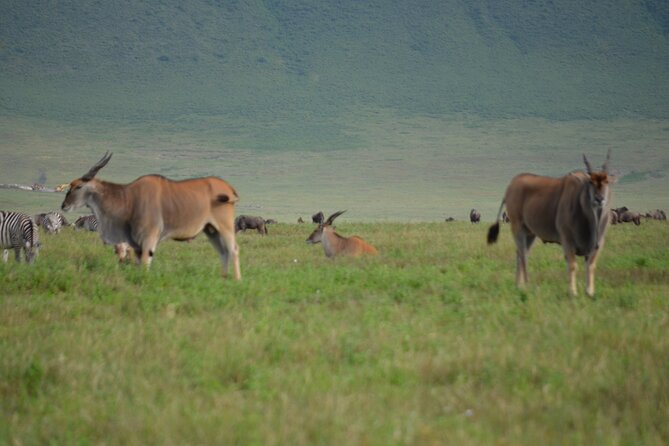 4 Days Tanzania Private safari to Serengeti ,ngorongoro crater and Tarangire - Day Four: Down Into Ngorongoro Crater