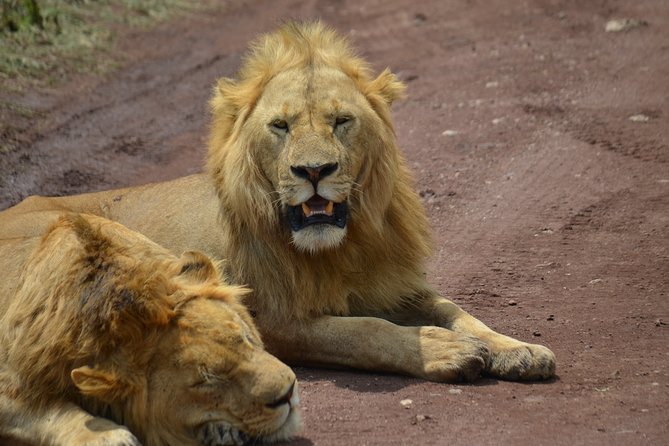 4 Days Tanzania Private safari to Serengeti ,ngorongoro crater and Tarangire - The Jeep, Guide, and Chef Make the Difference