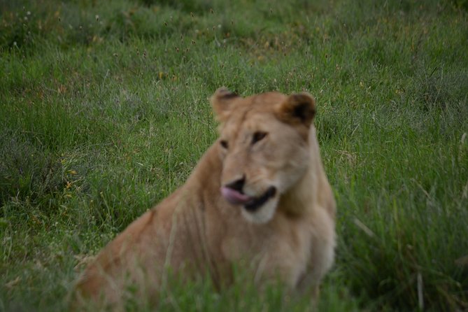4 Days Tanzania Private safari to Serengeti ,ngorongoro crater and Tarangire - Who Should Book This Four-Day Safari?