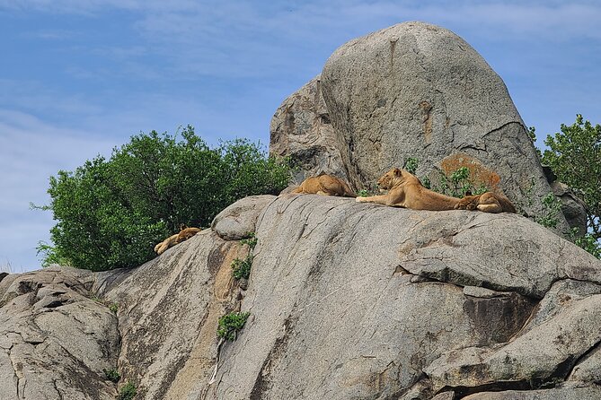 4 Days Tanzania Safari - Day one: elephants and baobabs in Tarangire