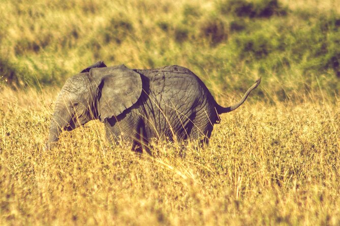 4 Days Tanzania Safari - Day four: five hours on the Ngorongoro Crater floor