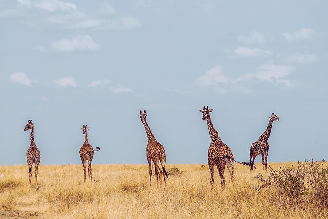 4 Days Tanzania Safari - What the guides add to the experience