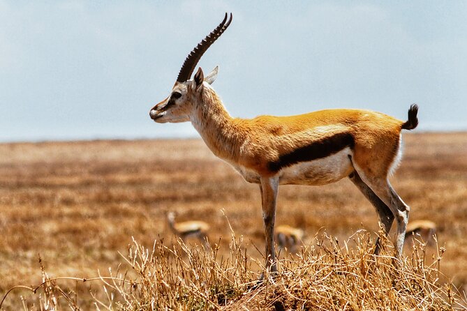 4 Days Tanzania Safari - Is $930 a fair price?