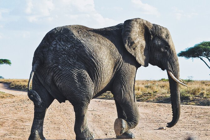 4 Days Tanzania Safari - Who should choose this safari?