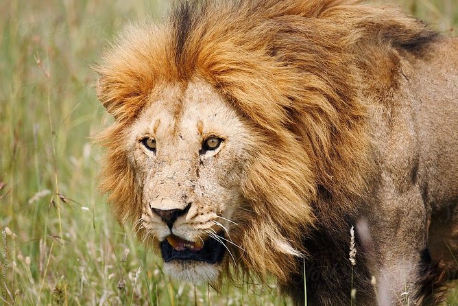 4 Days Tanzania Safaris To Tarangire, Serengeti And Ngorongoro Big 5 Safaris - Choosing Tarangire or Lake Manyara