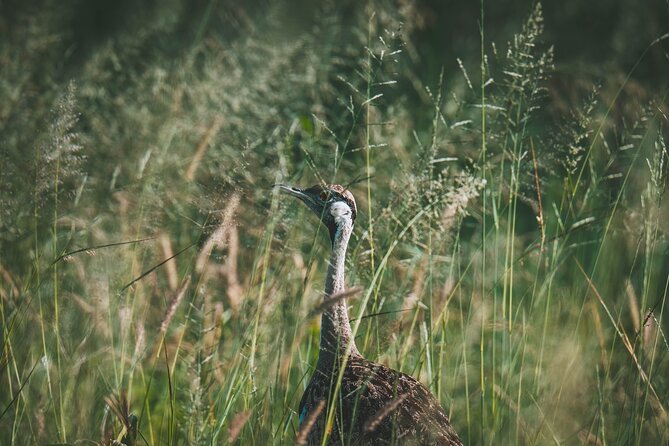 4 Days Tarangire, Serengeti and Ngorongoro Crater Camping Safari - Why this four-day route works