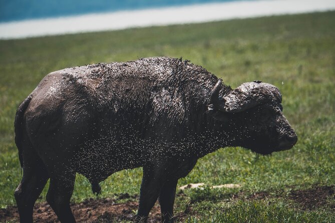 4 Days Tarangire, Serengeti and Ngorongoro Crater Camping Safari - Day 4: Six hours on the Ngorongoro Crater floor