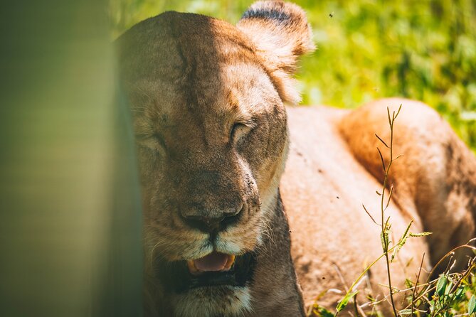 4 Days Tarangire, Serengeti and Ngorongoro Crater Camping Safari - Camping comfort and what to confirm
