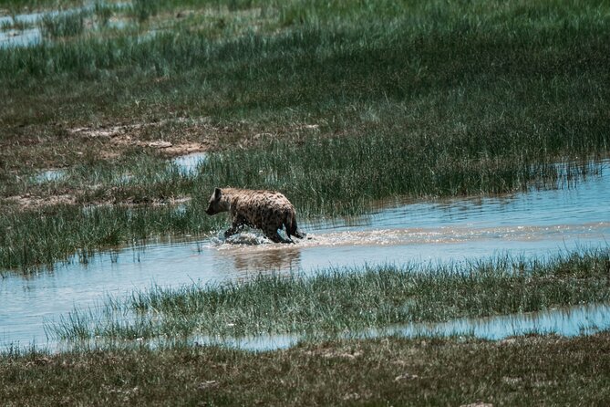 4 Days Tarangire, Serengeti and Ngorongoro Crater Camping Safari - Day 1: Elephants and baobabs in Tarangire