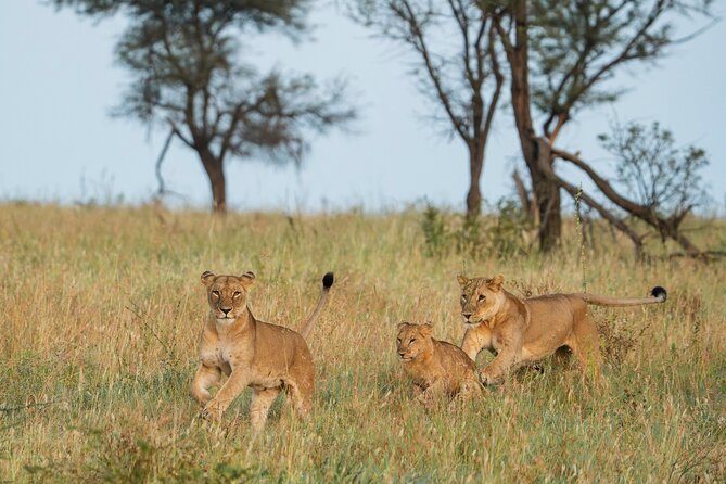4 Days Tarangire, Serengeti and Ngorongoro Mid-Range Group Safari - The safari in a few useful facts