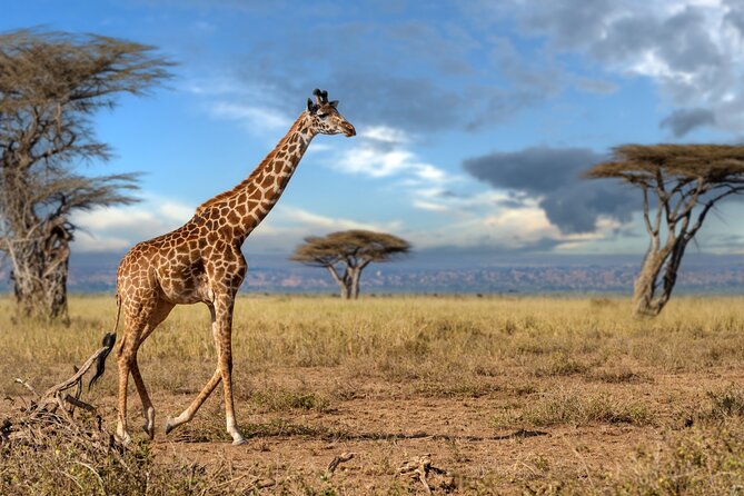 4 Days Tarangire, Serengeti and Ngorongoro Mid-Range Group Safari - Why this four-day route works