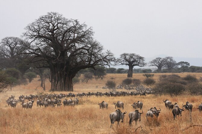 4 Days Tarangire, Serengeti and Ngorongoro Mid-Range Group Safari - Guides are the heart of the trip