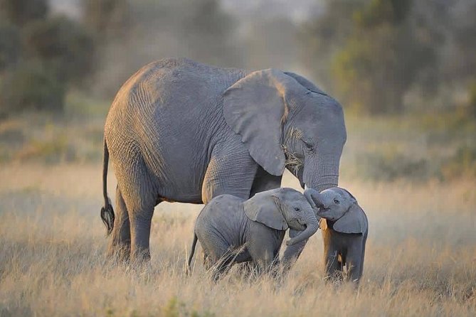 4 days Tarangire, Serengeti & Ngorongoro - Day One: Elephants and Baobabs in Tarangire