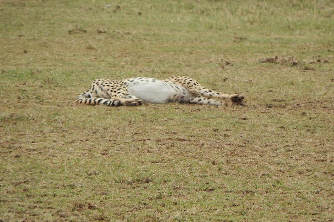 4 days Tarangire, Serengeti & Ngorongoro - Day Three: Serengeti Wildlife and a Late Arrival at Ngorongoro