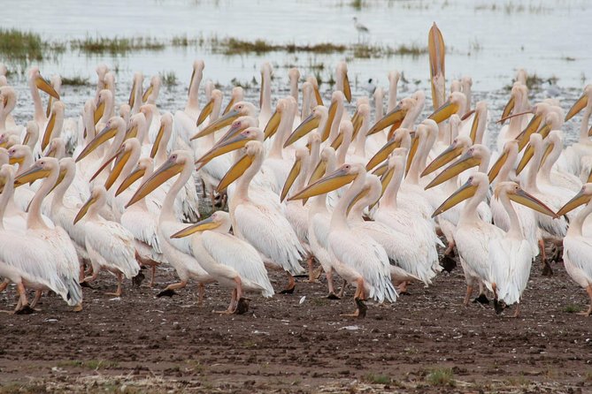 4 Days Tarangire Serengeti Ngorongoro Crater - Day three: a sunrise drive before Ngorongoro