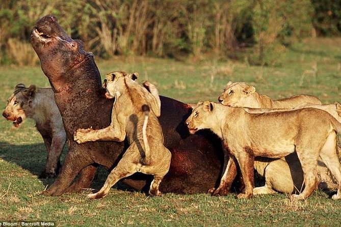 4 Days Tarangire Serengeti Ngorongoro Crater - Camping, meals, and the human side of the trip