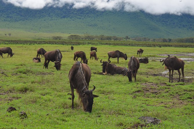4 Days Tarangire ,Serengeti &Ngorongoro crater group Tour - Day 2: The long road into the Serengeti
