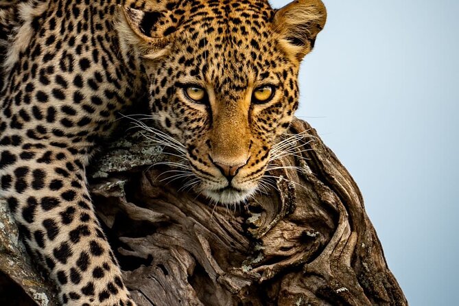 4 Days Tarangire, Serengeti & Ngorongoro Crater Joining Group - Day 2: The long road into the Serengeti
