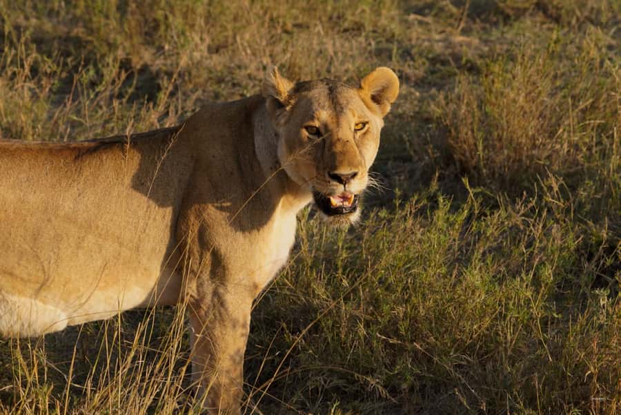 4 Days Tarangire, Serengeti, Ngorongoro Group Camping Safari - Key points to know before booking