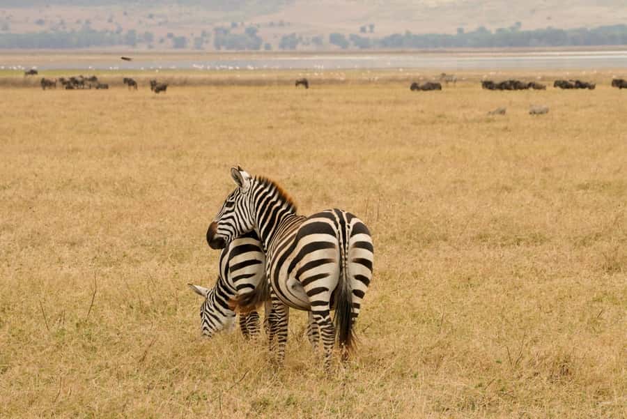 4 Days Tarangire, Serengeti, Ngorongoro Group Camping Safari - What $1,150 buys you on this Tanzania safari