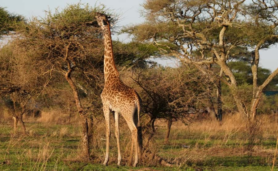 4 Days Tarangire, Serengeti, Ngorongoro Group Camping Safari - Day 2: The long road to Serengeti National Park