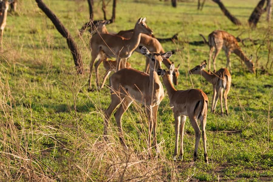 4 Days Tarangire, Serengeti, Ngorongoro Mid-range Safari - Day two: the long road to Serengeti