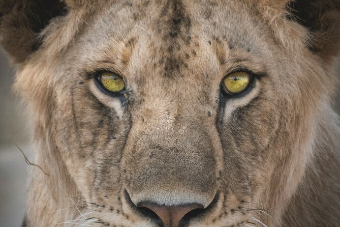 4-Days Tour to Tanzania National parks - Day three: a final Serengeti morning and Olduvai Gorge