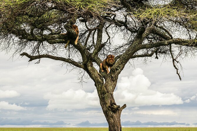 4-Days Tour to Tanzania National parks - Guides, food, and the human side of the trip