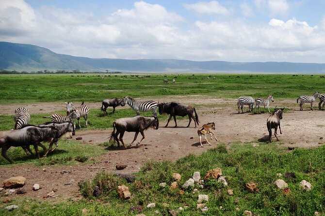5 day 4 Nights Private Adventure Camping Norther Tanzania Safari - Day one: Arusha to the wide plains of Serengeti