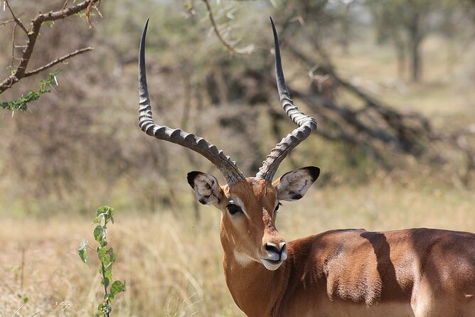 5 day 4 Nights Private Adventure Camping Norther Tanzania Safari - Day four: Lake Manyara and the Great Rift Valley