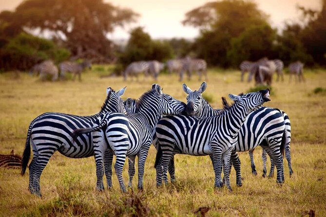 5 day 4 Nights Private Adventure Camping Norther Tanzania Safari - Day five: elephants and baobabs in Tarangire