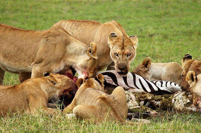 5 day 4 Nights Private Adventure Camping Norther Tanzania Safari - Camping, meals, and comfort