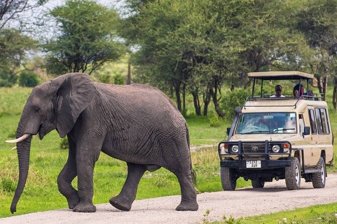 5 Day Adventure Camping Safari to Serengeti, Ngorongoro crater & Tarangire - Day 2: Ngorongoro Crater, then the road to Serengeti