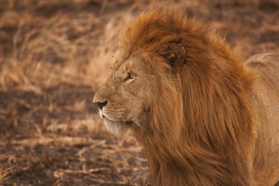 5-day Affordable Joint Group Safari (with Extra Activities) - Serengeti over two days: the trip’s main wildlife section