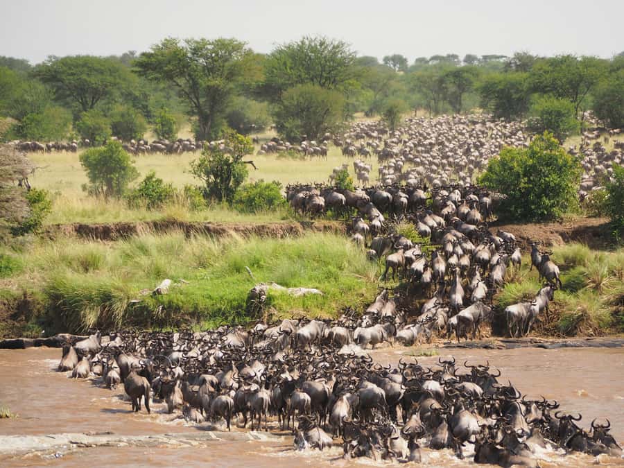 5-day Affordable Joint Group Safari (with Extra Activities) - Ngorongoro Crater: a concentrated day of wildlife