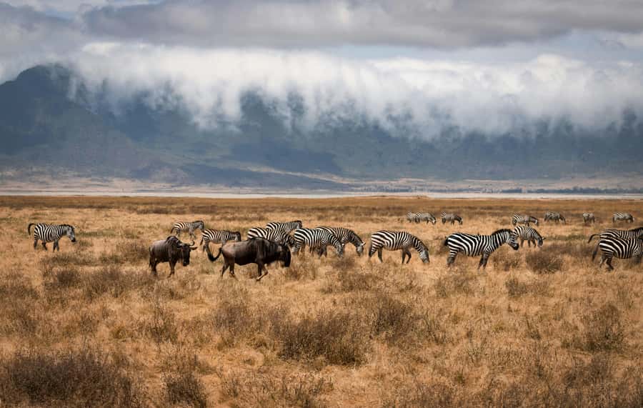 5-day Affordable Joint Group Safari (with Extra Activities) - What $1,360 includes, and where the value lies