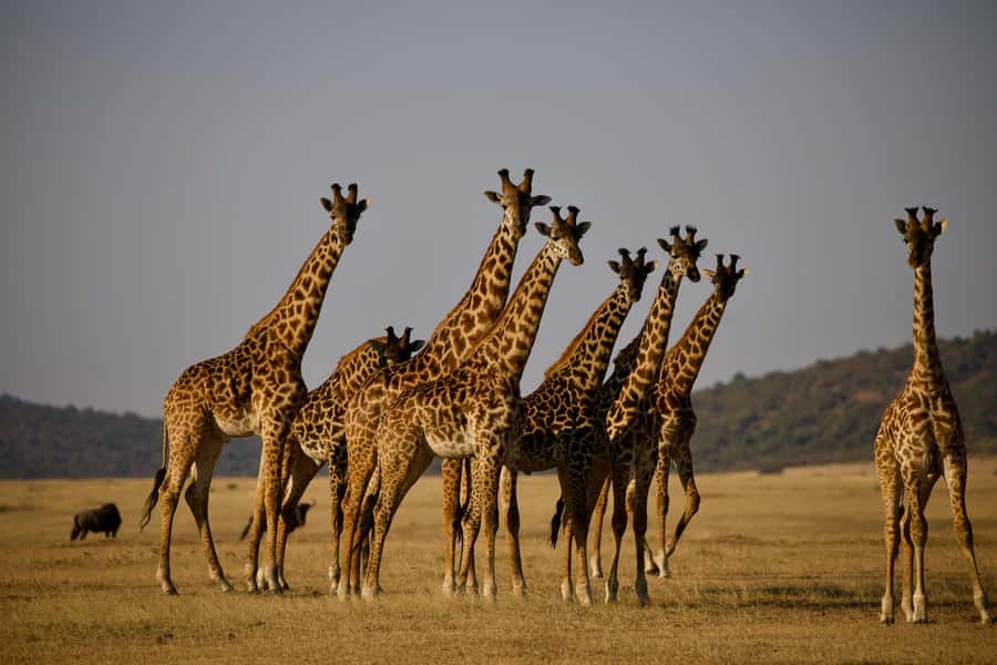 5-day Affordable Joint Group Safari (with Extra Activities) - Who should book this safari?