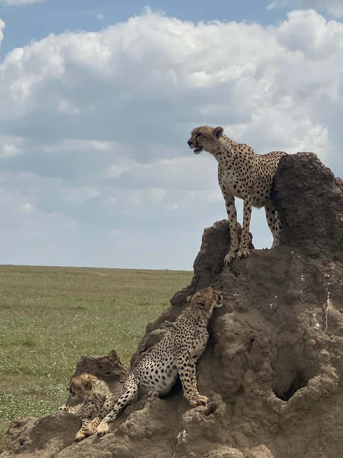 5-day Affordable Joint Group Safari (with Extra Activities) - Tarangire National Park: elephants beneath baobabs