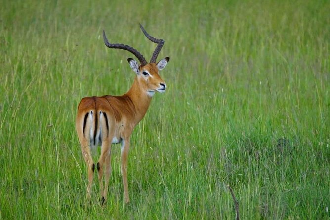 5 Day Camping Safari to Lake Manyara, Serengeti and Ngorongoro Crater - Day 3: A full Serengeti day with room to choose