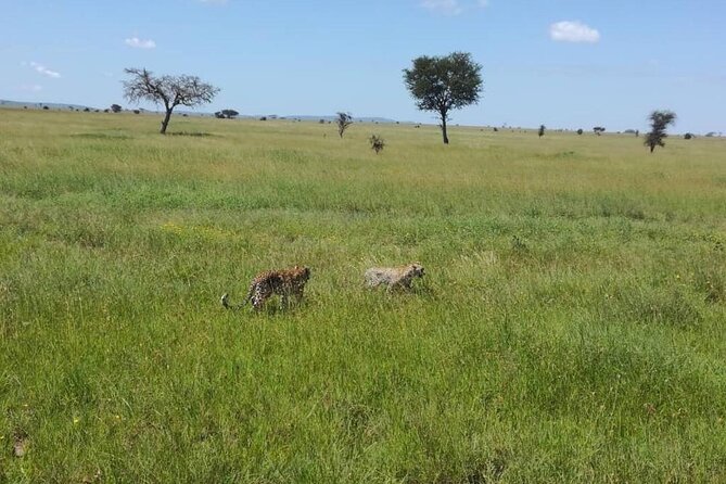 5 Day Camping Safari to Lake Manyara, Serengeti and Ngorongoro Crater - Day 4: Sunrise, brunch, and the road to Ngorongoro