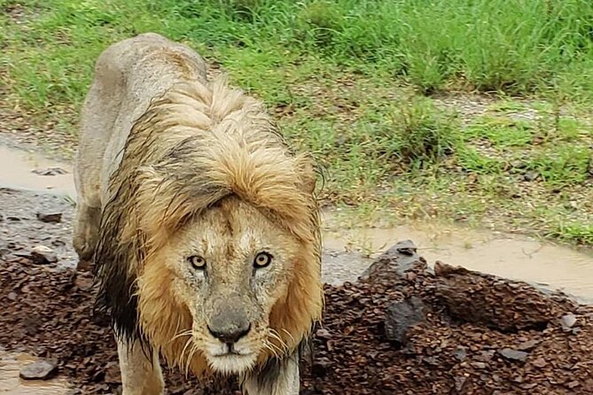 5 Day Camping Safari to Lake Manyara, Serengeti and Ngorongoro Crater - Day 5: Down into the crater and back to Arusha