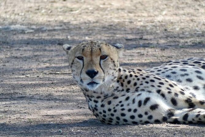 5 Day Camping Safari to Lake Manyara, Serengeti and Ngorongoro Crater - Food, water, and daily comfort