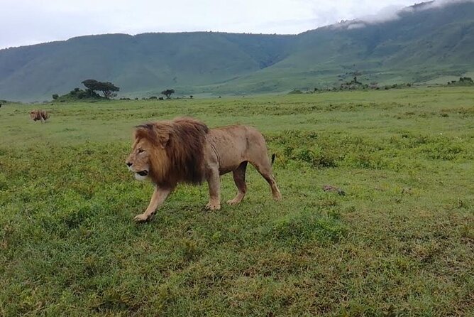 5 Day Camping Safari to Lake Manyara, Serengeti and Ngorongoro Crater - Day 1: Tarangire’s elephants and baobab country