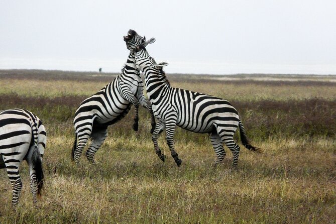 5-Day Group Tour Mid Range - Day 2: The long road to the Serengeti