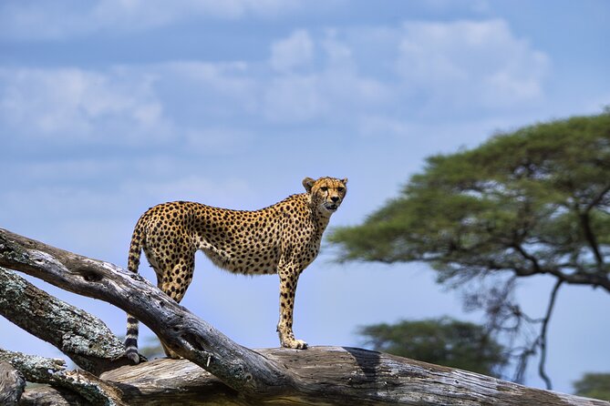 5-Day Highlights mid-Range Crater, Serengeti, Tarangire - Day four: six to seven hours in Serengeti