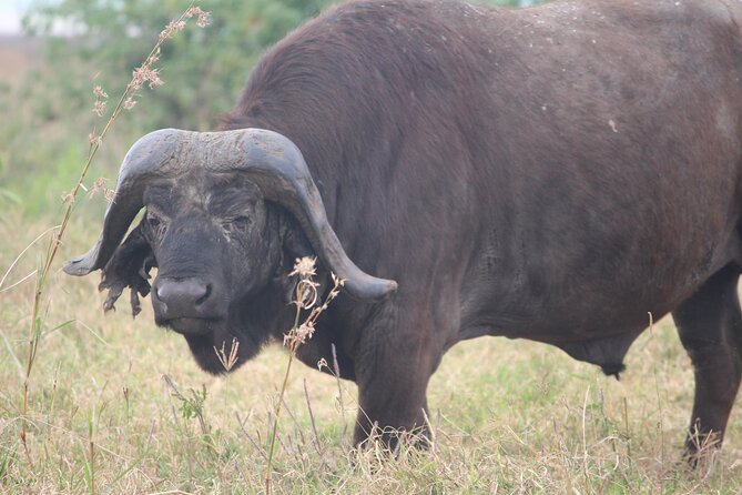 5-Day Highlights mid-Range Crater, Serengeti, Tarangire - What the $2,327 price really buys