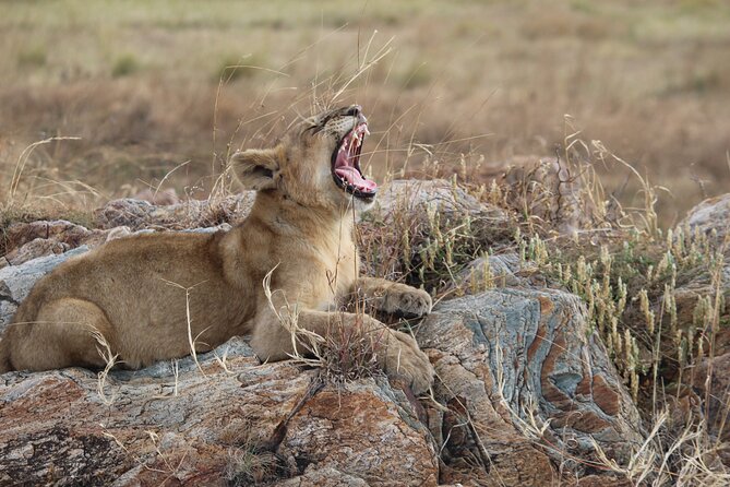 5-Day Highlights mid-Range Crater, Serengeti, Tarangire - The guide can make or break the safari